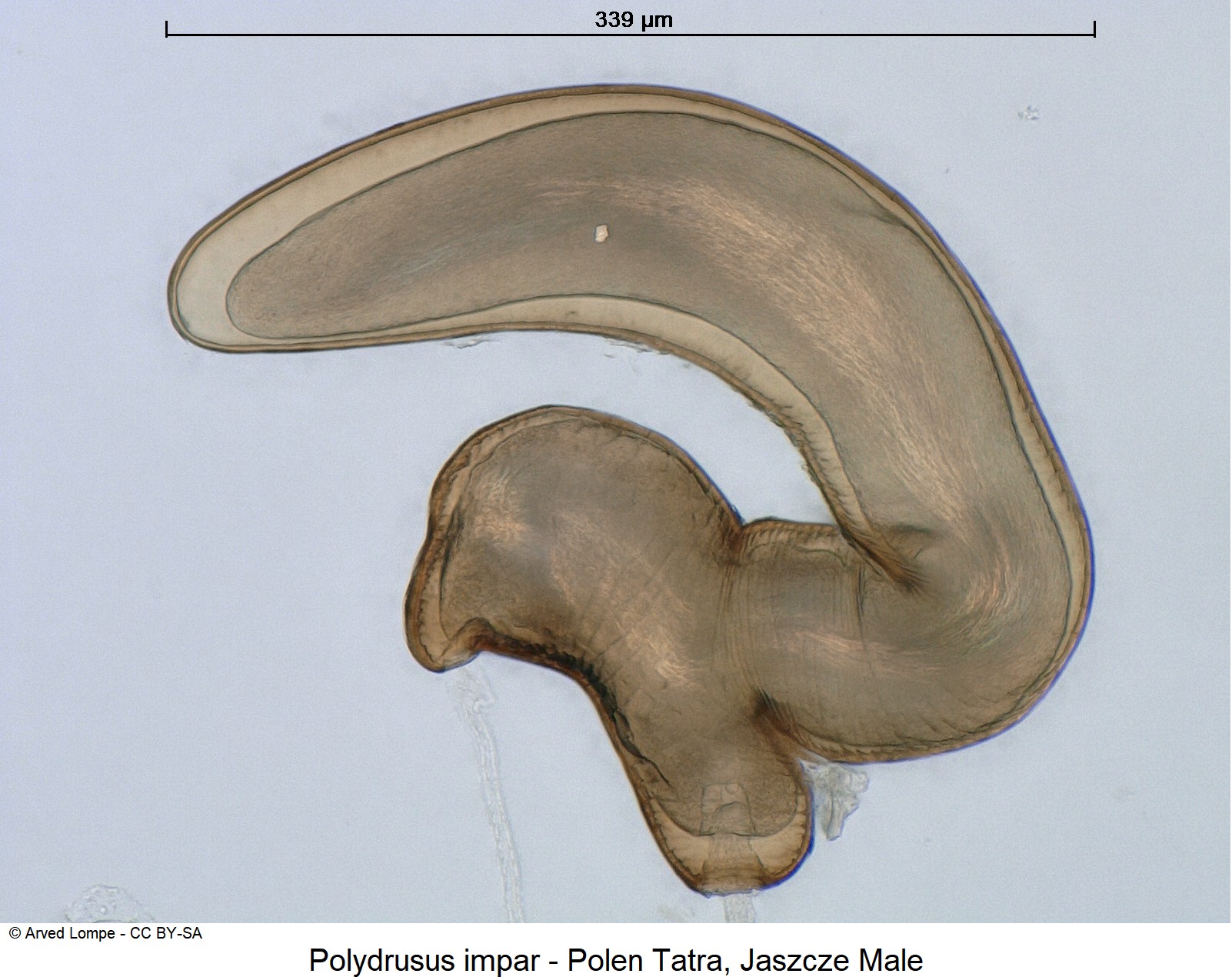 polydrusus_impar_sperm.jpg