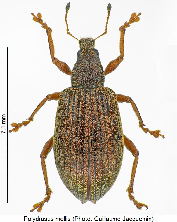 polydrusus_mollis_hab.jpg