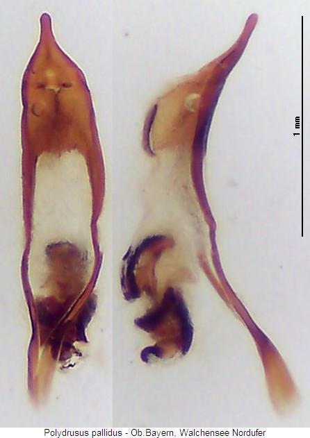 polydrusus_pallidus.jpg