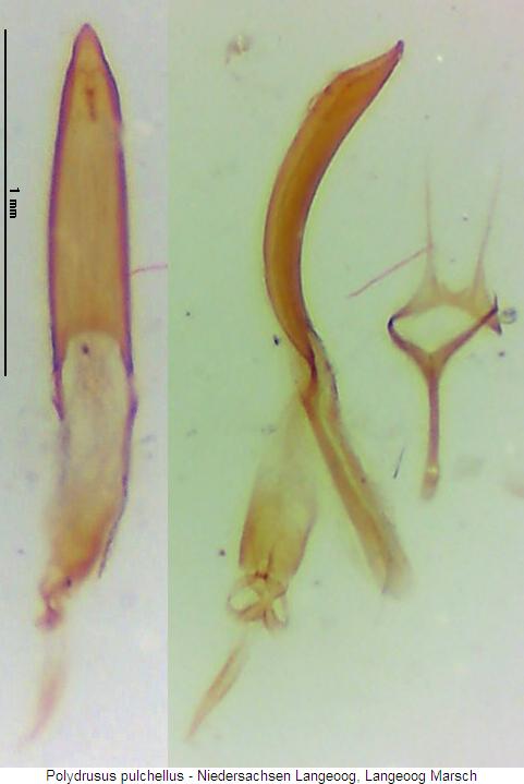 polydrusus_pulchellus.jpg