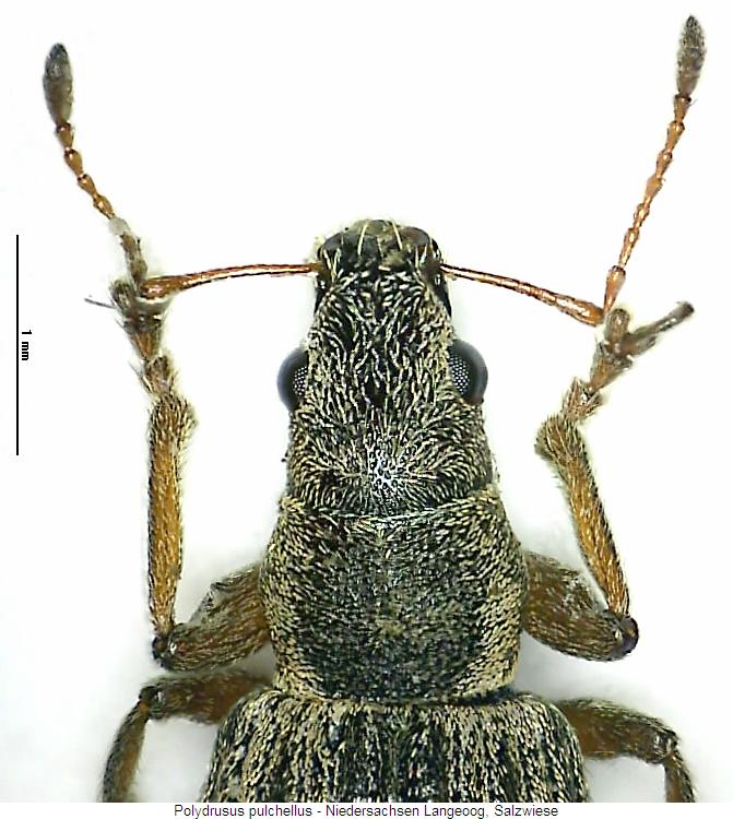polydrusus_pulchellus_vk.jpg
