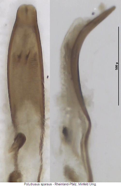polydrusus_sparsus.jpg
