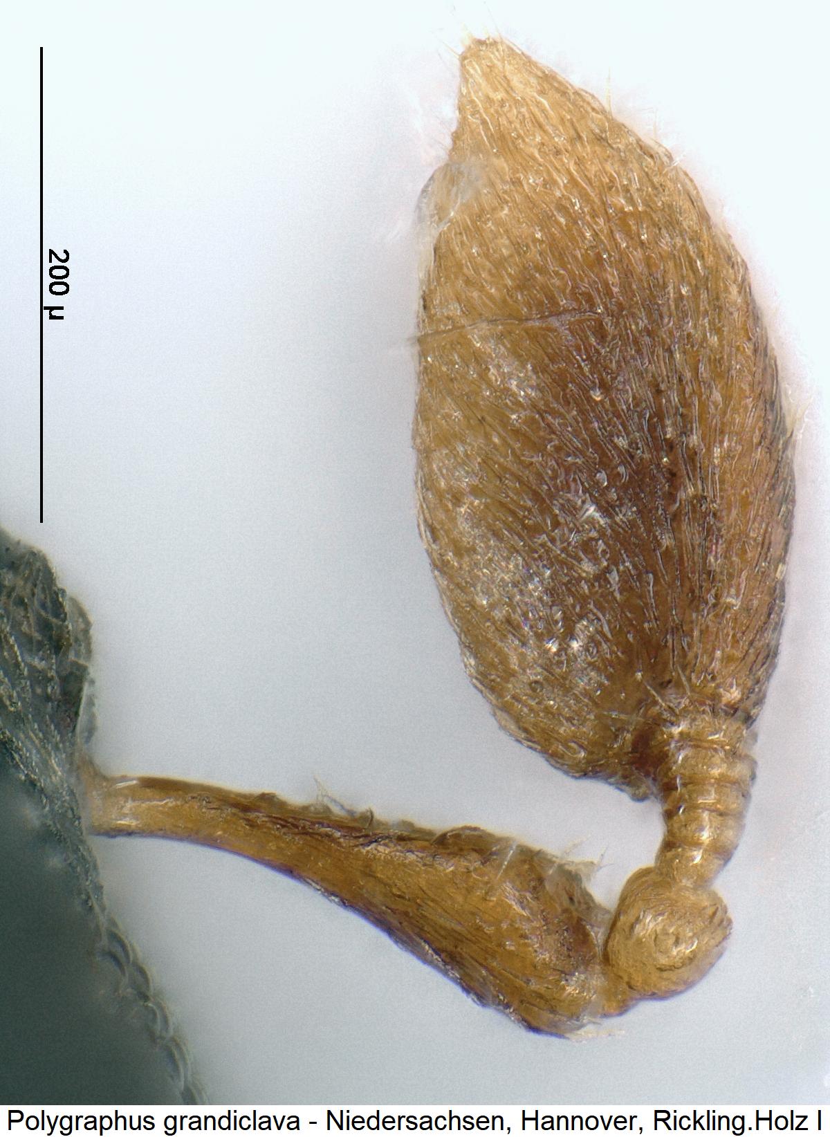polygraphus_grandiclava_f1.jpg