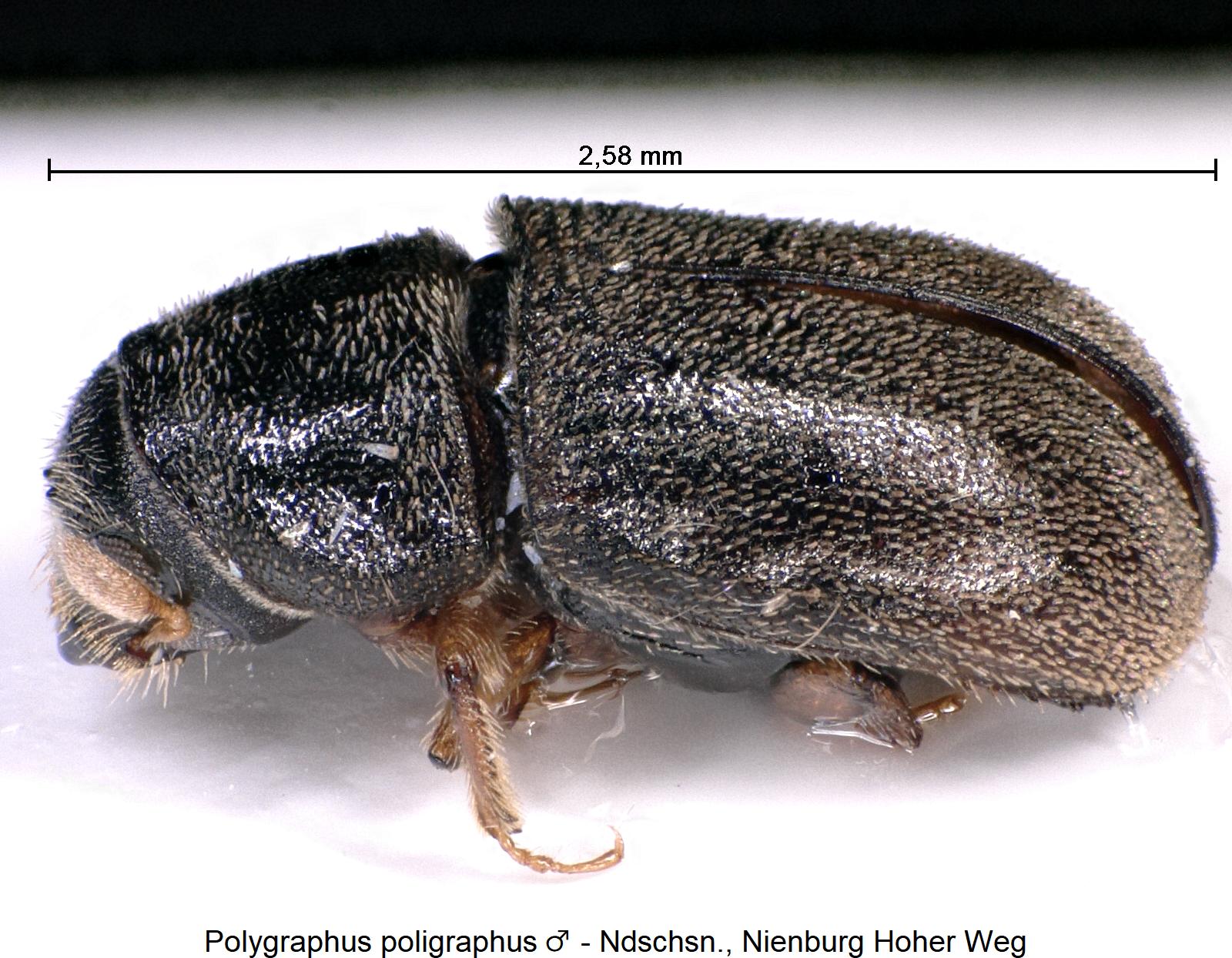 polygraphus_poligraphus_m_sa.jpg