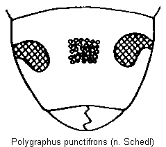 polygraphus_punctifrons_k.gif