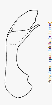 polystomota_punctatella.gif