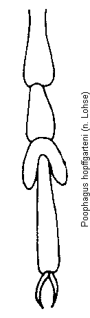 poophagus_hopffgarteni_tr.gif