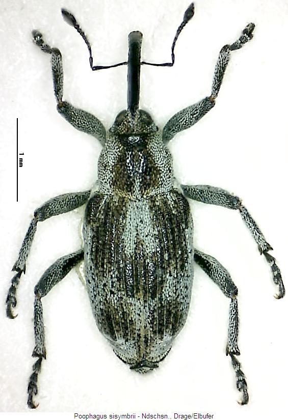 poophagus_sisymbrii_hab.jpg