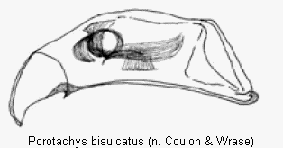 porotachys_bisulcatus.gif