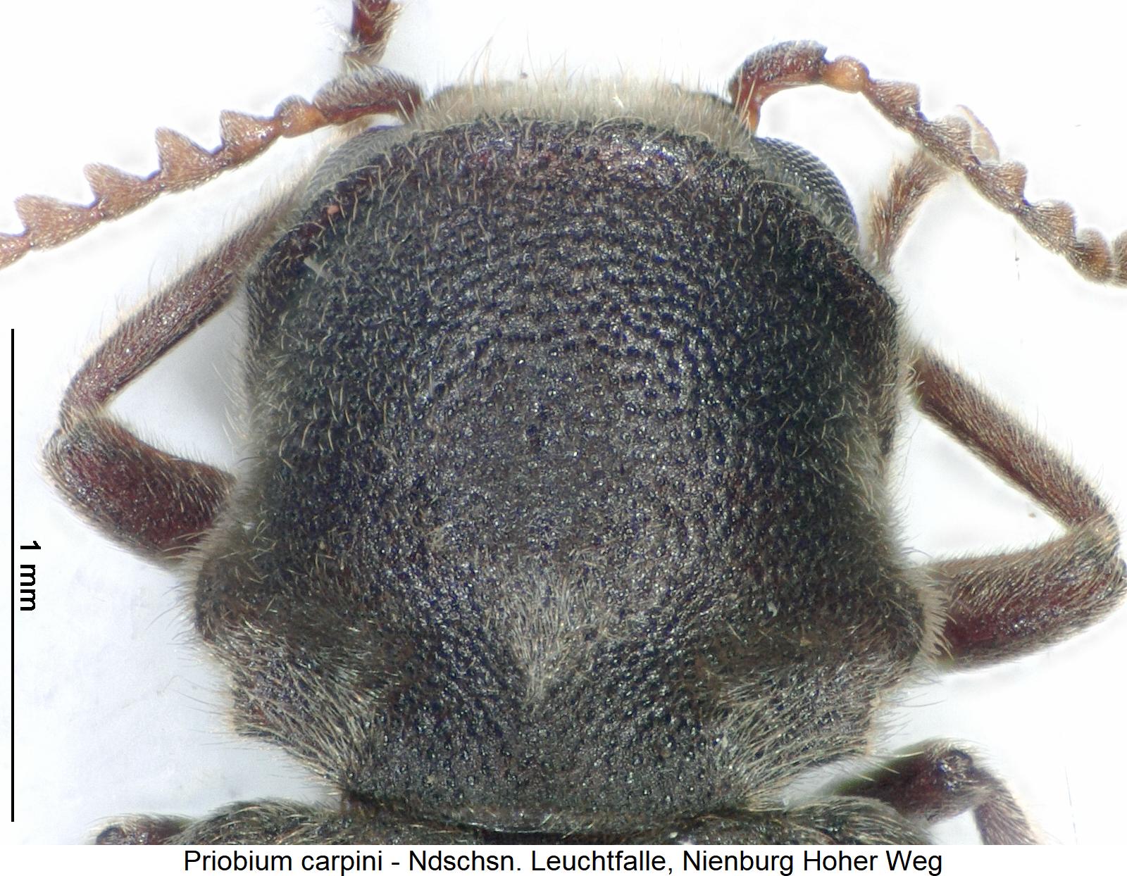 priobium_carpini_hsch.jpg
