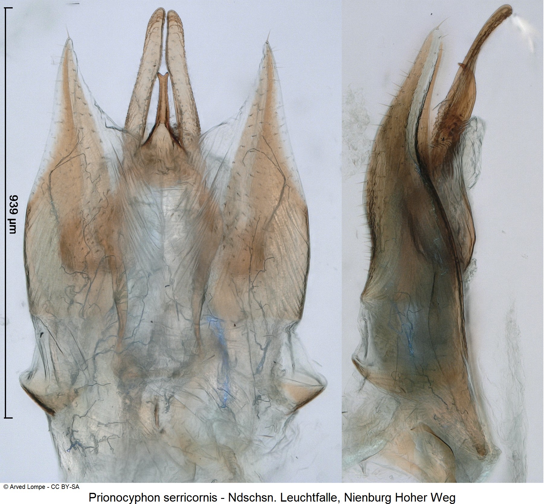 prionocyphon_serricornis_ck36041877.jpg