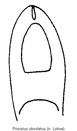 prisistus_obsoletus.gif