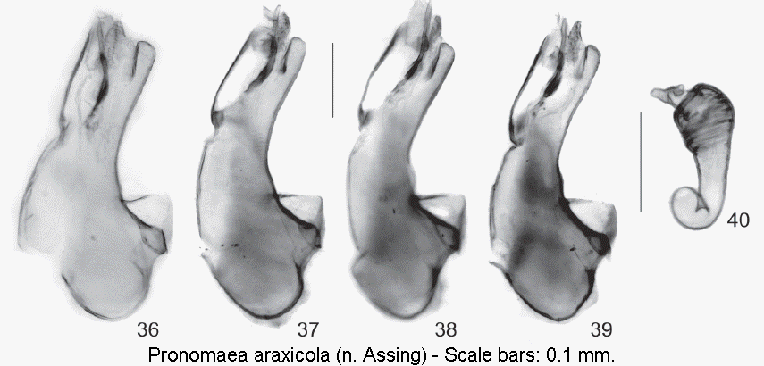 pronomaea_araxicola.gif