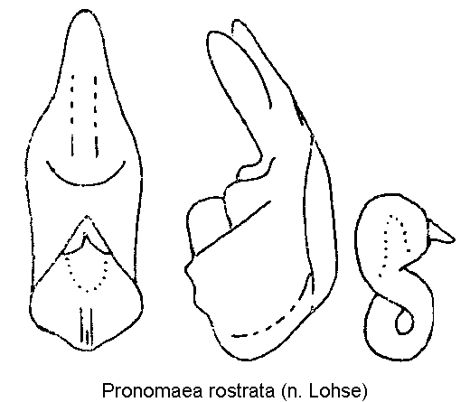 pronomaea_rostrata.gif