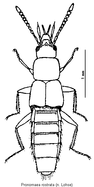 pronomaea_rostrata_hab.gif