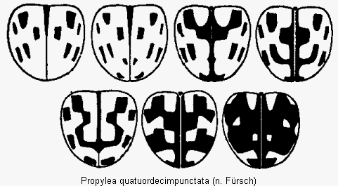 propylea_quatuordecimpunctata_fld.gif