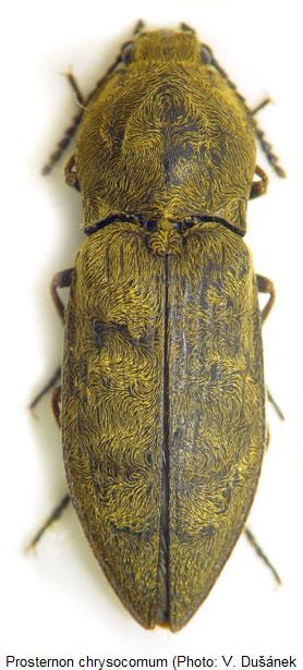prosternon_chrysocomum_hab.jpg