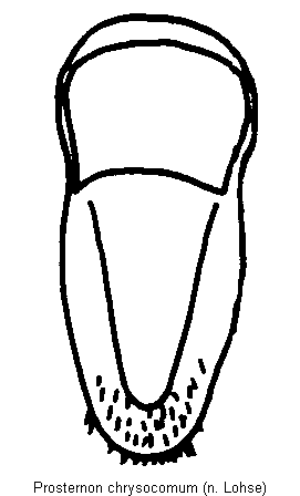 prosternon_chrysocomum_ster.gif