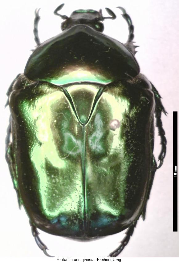 protaetia_aeruginosa_hab.jpg