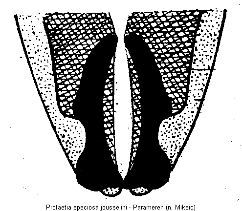 protaetia_jousselini.gif
