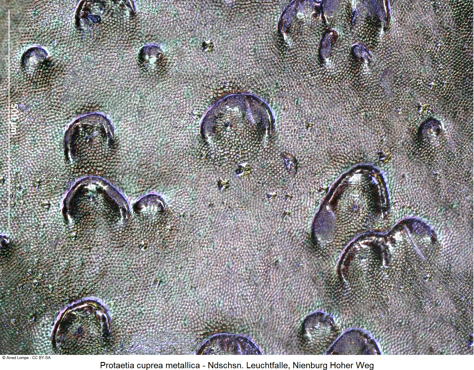 protaetia_metallica_ck35639334_ms.jpg