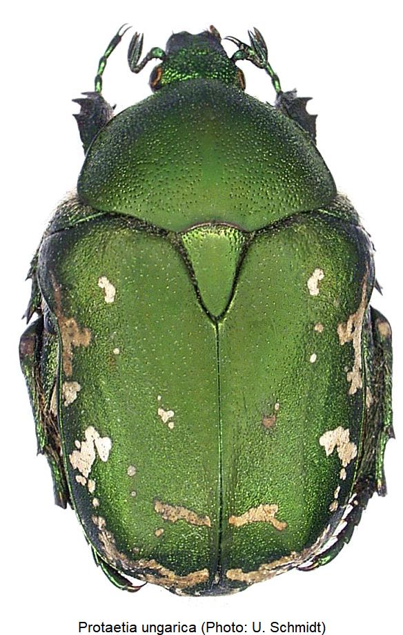 protaetia_ungarica_hab.jpg