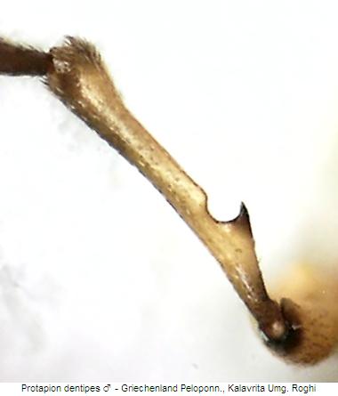 protapion_dentipes_vschn.jpg