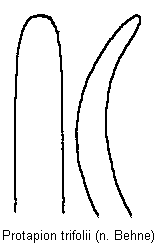 protapion_trifolii.gif