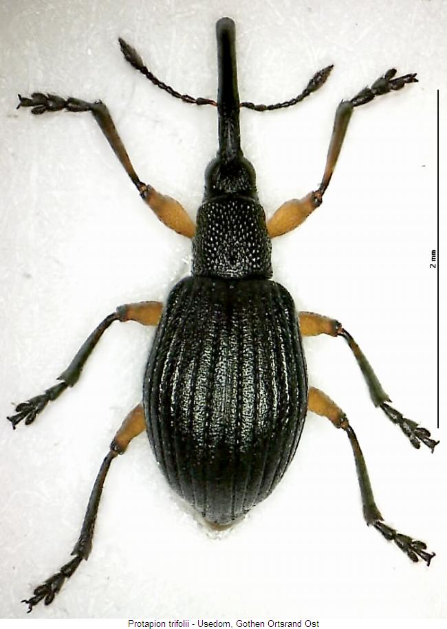 protapion_trifolii_hab.jpg