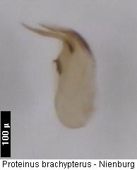 proteinus_brachypterus.jpg