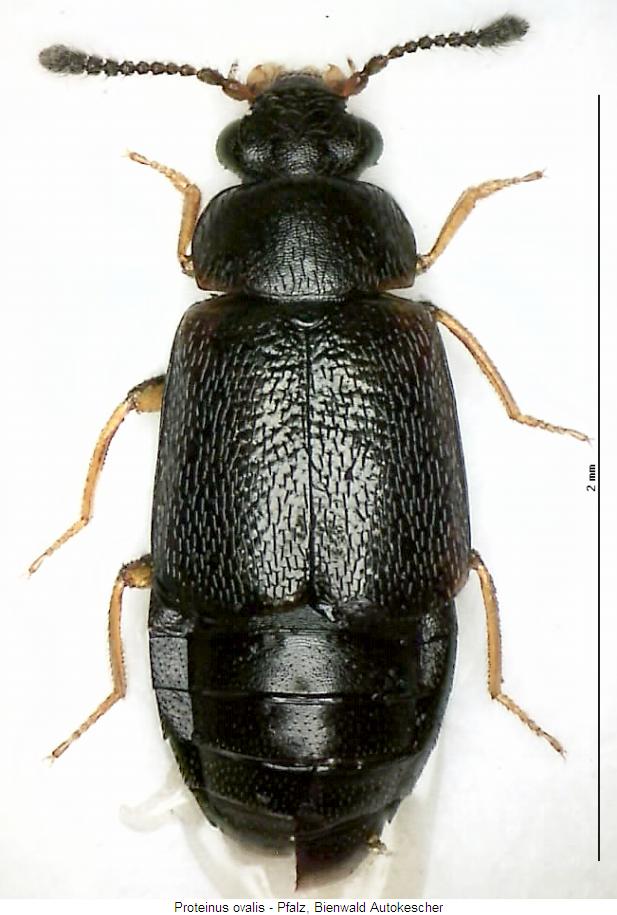 proteinus_ovalis_hab.jpg