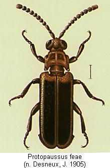 protopaussus_feae_hab.jpg