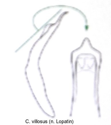protophysus_villosulus_aed.jpg