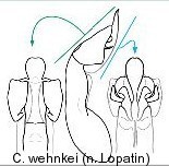 protophysus_wehnckei_aed.jpg
