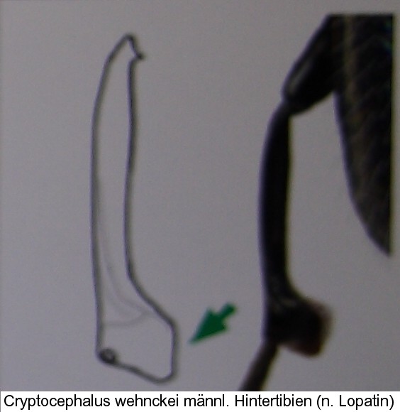 protophysus_wehnckei_hintertibien.jpg