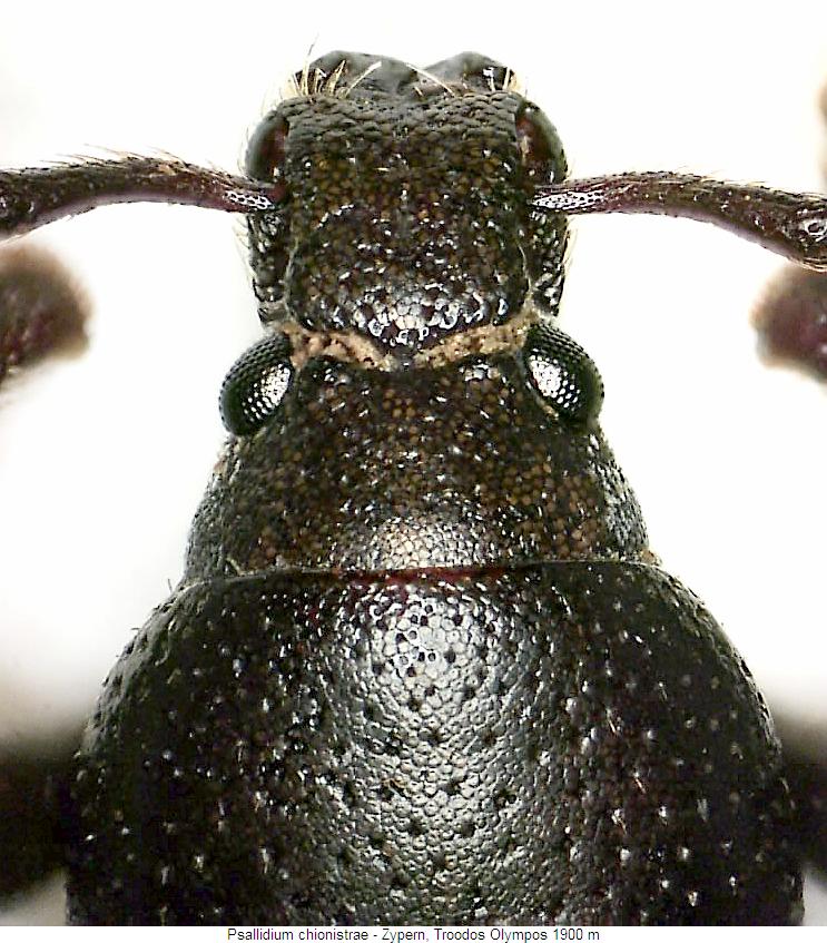 psallidium_chionistrae_k.jpg