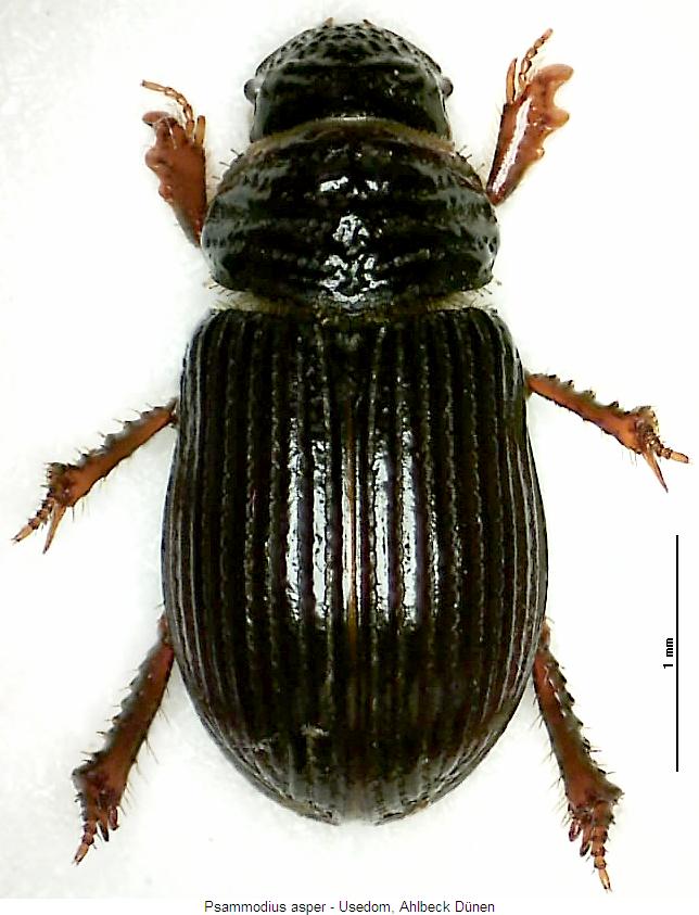 psammodius_asper_hab.jpg