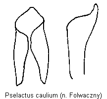 pselactus_caulium.gif