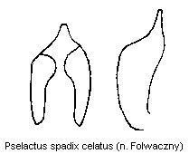 pselactus_celatus.gif