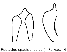 pselactus_silesiae.gif