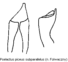 pselactus_subparallelus.gif