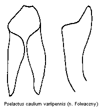 pselactus_variipennis.gif