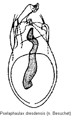 pselaphaulax_dresdensis.gif