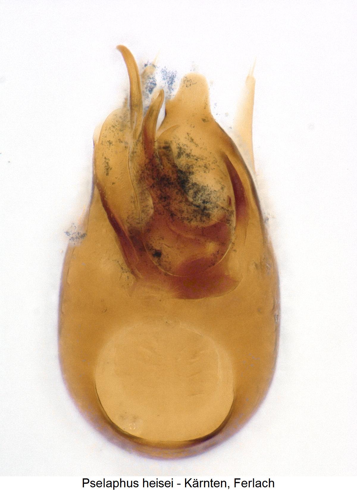 pselaphus_heisei1.jpg