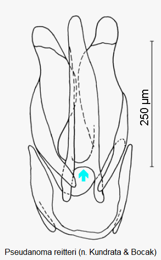 pseudanoma_reitteri.gif