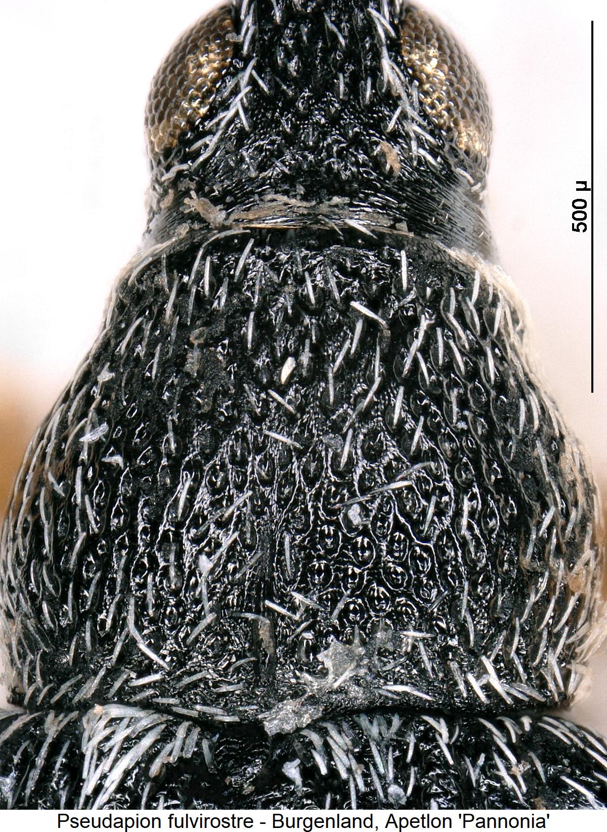 pseudapion_fulvirostre_hsch.jpg