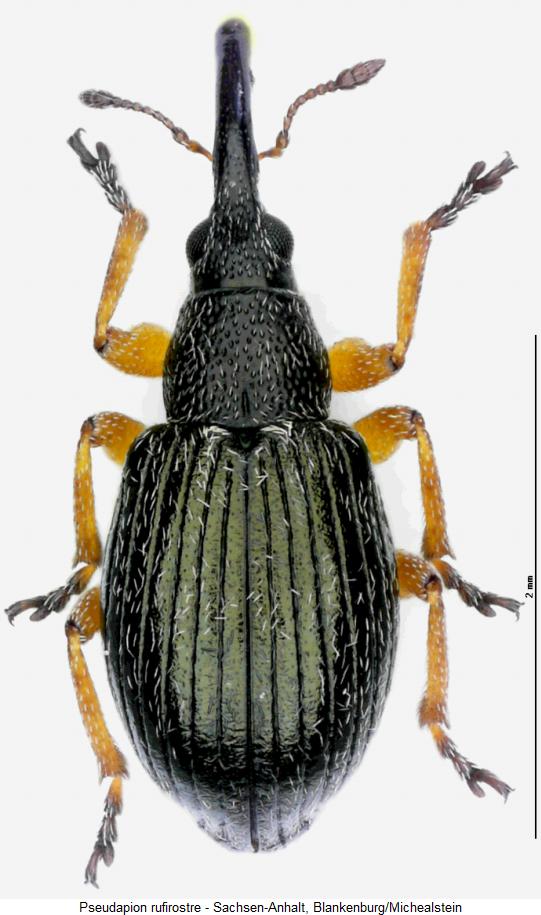 pseudapion_rufirostre_hab.jpg