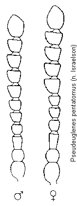 pseudeuglenes_pentatomus_f.gif