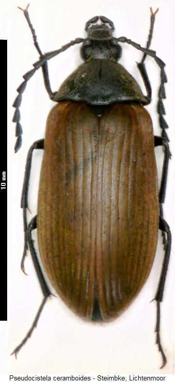 pseudocistela_ceramboides_hab.jpg