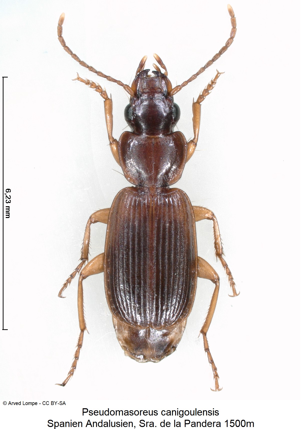 pseudomasoreus_canigoulensis_ck19101_hab.jpg